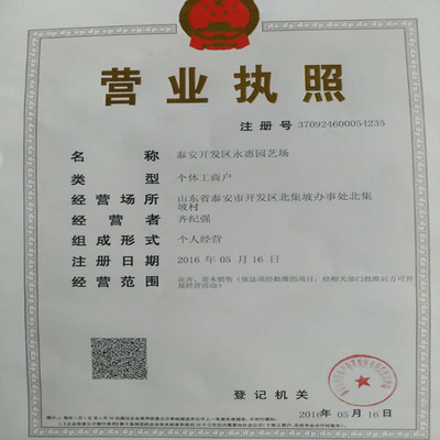 紅顏草莓苗——山東基地直銷，品質與服務的雙重保障